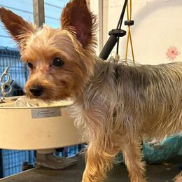 SKYE - Yorkshire Terrier