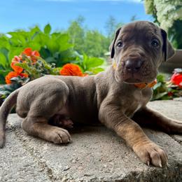 Orange collar - Chocolate female Great Dane puppy in Corsica, Pennsylvania from Ferguson Family Danes LLC