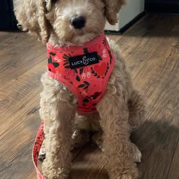 Bernedoodles and Poodles from Ohio Doodles N Poodles