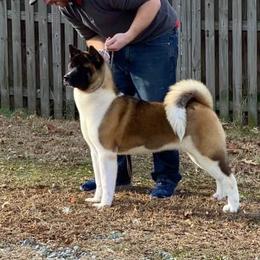 Kissi - Akita