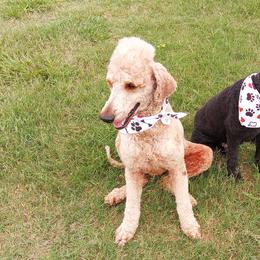 Poodles from Peter Rataj