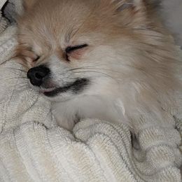 Pomeranian Puppies from Heather Merillat Puppies