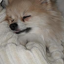 Pomeranian Puppies from Heather Merillat Puppies