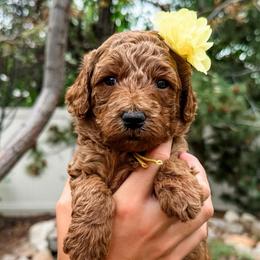 Avalon - Red  female Goldendoodle puppy in Pleasant Grove, Utah from Destination Doodles