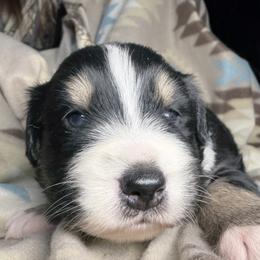 Girl 4-Black Tri - Black tri-color female Australian Shepherd puppy in Mayfield, Kentucky from Hamilton Farms