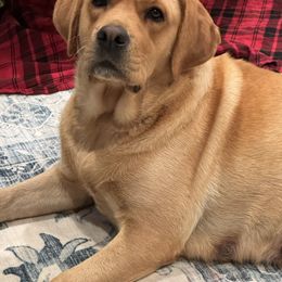 Judy - Labrador Retriever
