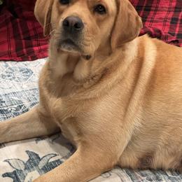 Judy - Labrador Retriever