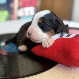 Orange - Lars - Tri-color male Bernese Mountain Dog puppy in Redlands, California from Country Feels Ranch