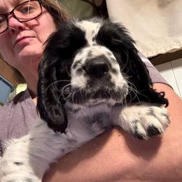 Charlie Brown - Black and white male English Springer Spaniel puppy in Westfield, Wisconsin from Heeling Springs at Sandy Ridge