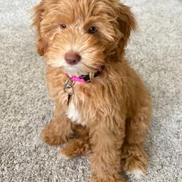 Goldendoodle Puppies from Mini Island Doodles