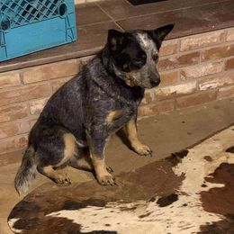 Iggy - Australian Cattle Dog