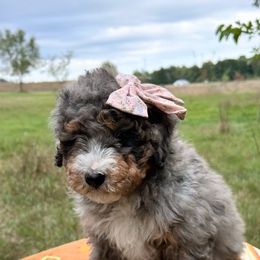 Winnie - Merle female Bernedoodle puppy in Mesick, Michigan from Minnie's UpNorth Doodles
