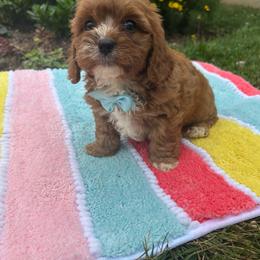 Hendrick - Red male Cavapoo puppy in Mint Hill, North Carolina from DoodleForever