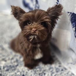 Pup 1 - Chocolate, tan and white male Yorkshire Terrier puppy in Polk City, Florida from Yorkies by Casey