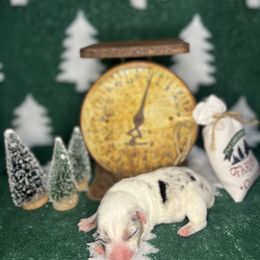 American Corgi Puppies from Taylor’s Corgis