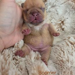 Boomer - Fawn male French Bulldog puppy in Moses Lake, Washington from Edgewater Frenchies