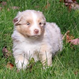 Revere - Red merle male Australian Shepherd puppy in Springville, New York from RisingStar Australian Shepherds
