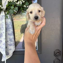 Jack Frost - Cream male Dachshund puppy in Nacogdoches, Texas from Heavenly Dachshunds