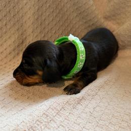 ACA boy 2 green - Black and tan male Dachshund puppy in Grand Valley, Pennsylvania from Dachshunds on the Hill