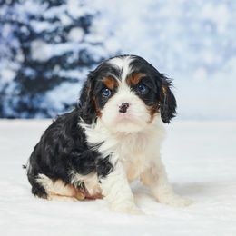 Boy 3 - male Cavalier King Charles Spaniel puppy in Apple Creek, Ohio from Grandeur Valley Puppies