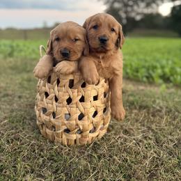 Golden Retriever puppies from Shupe’s Sweet Southern Goldens