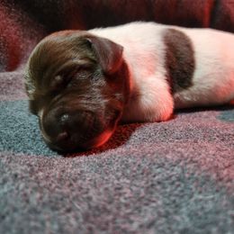 Girl 6 - female German Shorthaired Pointer puppy in Meriden, Kansas from Hull's GSPs