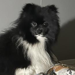 River - Pomeranian