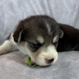 Green Collar Male - Black and tan male Pembroke Welsh Corgi puppy in Victoria, Texas from Clear Creek Corgis