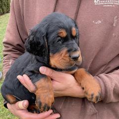 White - Black and tan male Gordon Setter puppy in Gordonville, Pennsylvania from Blue Ribbon Setters