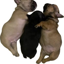 French Bulldog Puppies from FOSTERS FRENCHIES