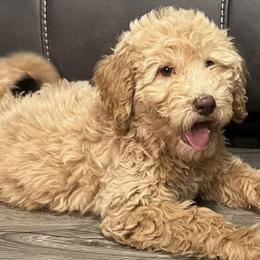 Goldendoodles from Dude Ranch Doodles