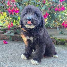 Mitts - Parti male Saint Berdoodle puppy in Castle Rock, Washington from PNW Saint Berdoodles