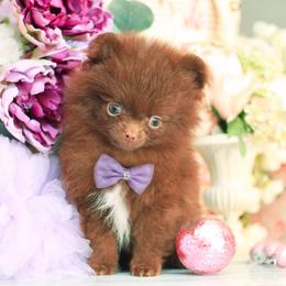 AKC Chocolate (tiny) -Finn - Chocolate male Pomeranian puppy in Santa Rosa, California from Cute California Poms