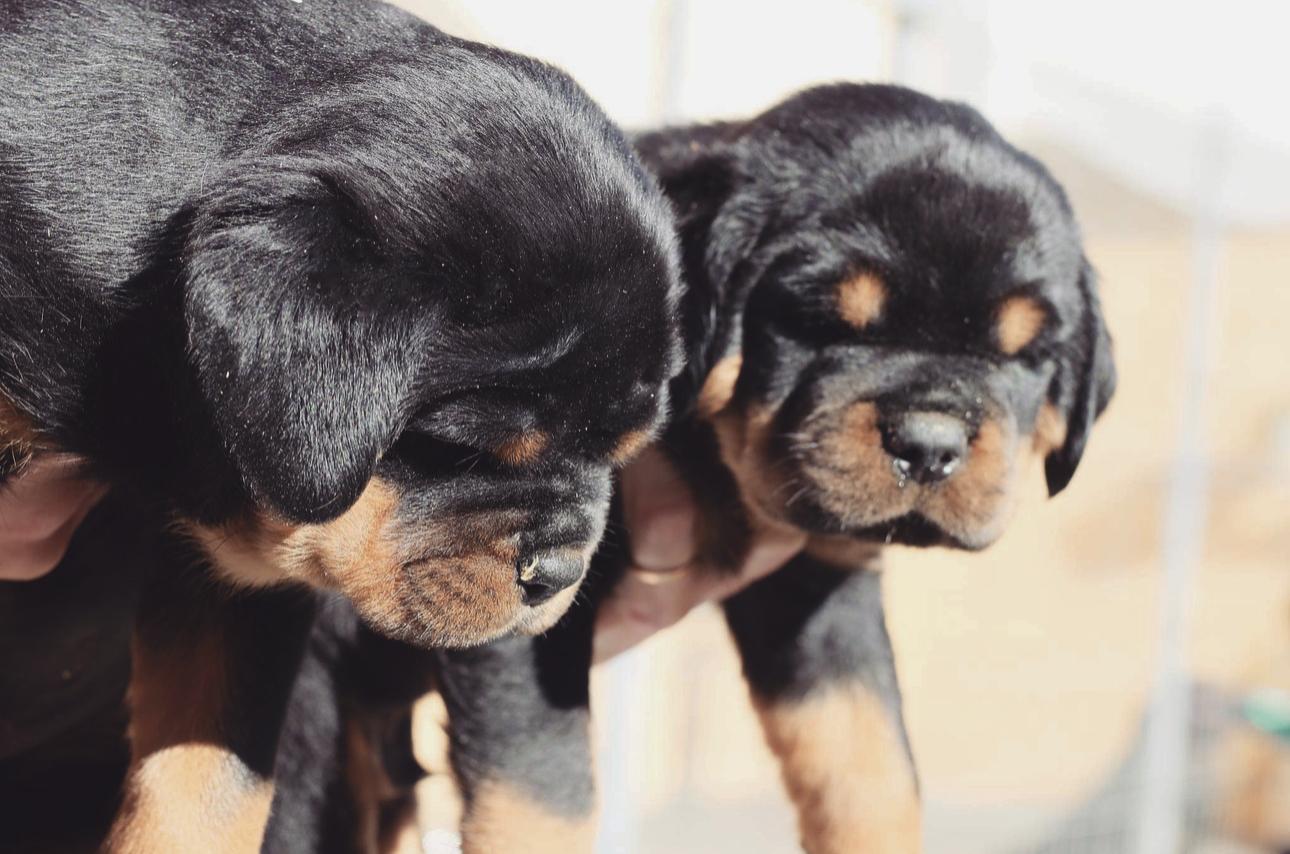 Midnight Rottweilers in Arizona | Rottweiler puppies | Good Dog
