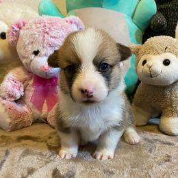 American Corgi and Pembroke Welsh Corgi Puppies from Swezey Pembroke Welsh Corgis