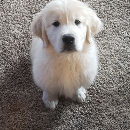 Golden Retriever Puppies from Kashmir’s Golden Retrievers