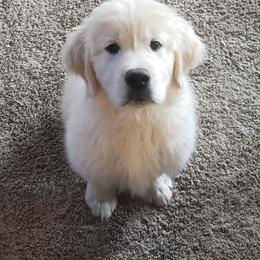 Golden Retriever Puppies from Kashmir’s Golden Retrievers