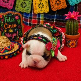 Black Mask Fawn Girl - Red female Boston Terrier puppy in San Antonio, Texas from JT Bostons