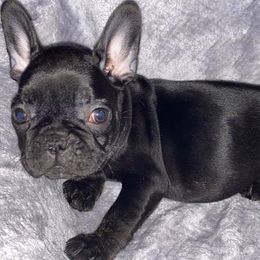French Bulldogs from Simply Southern Frenchies
