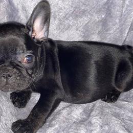 French Bulldogs from Simply Southern Frenchies