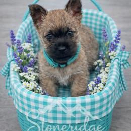 Blue boy - Wheaten male Cairn Terrier puppy in Shell Knob, Missouri from Stoneridge Kennel