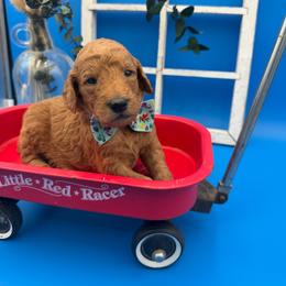 Mikey - Apricot male Goldendoodle puppy in Willacoochee, Georgia from Kitandkboodle's Doodles