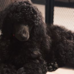 Georgia - Black female Poodle puppy in Homestead, Florida from GYCAM STANDARD POODLE