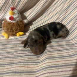 Cheeto - blk and tan dapple LH - Dapple male Dachshund puppy in East Dover, Vermont from Audet’s Mini Dachshunds