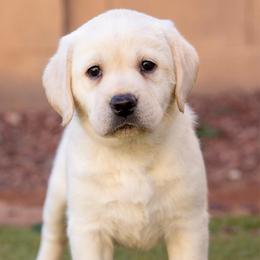 Girl 1 - Yellow female Labrador Retriever puppy in Buckeye, Arizona from Wranglin Farms