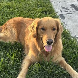 Golden Retriever puppies from Sun Ridge Goldens