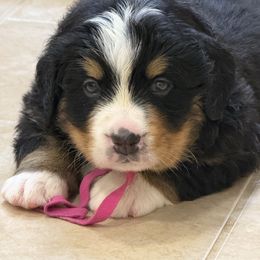 Hot Pink - Bernese Mountain Dog puppy from Canyon Meadows Farm