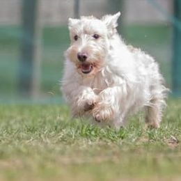Scottish Terriers from Broken S Scotties