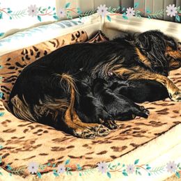 Cavalier King Charles Spaniel puppies from Moon Dream Cavaliers