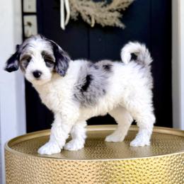 Girl 3 - Blue merle female Bernedoodle puppy in Salt Lake County, Utah from Coco Avenue Pups